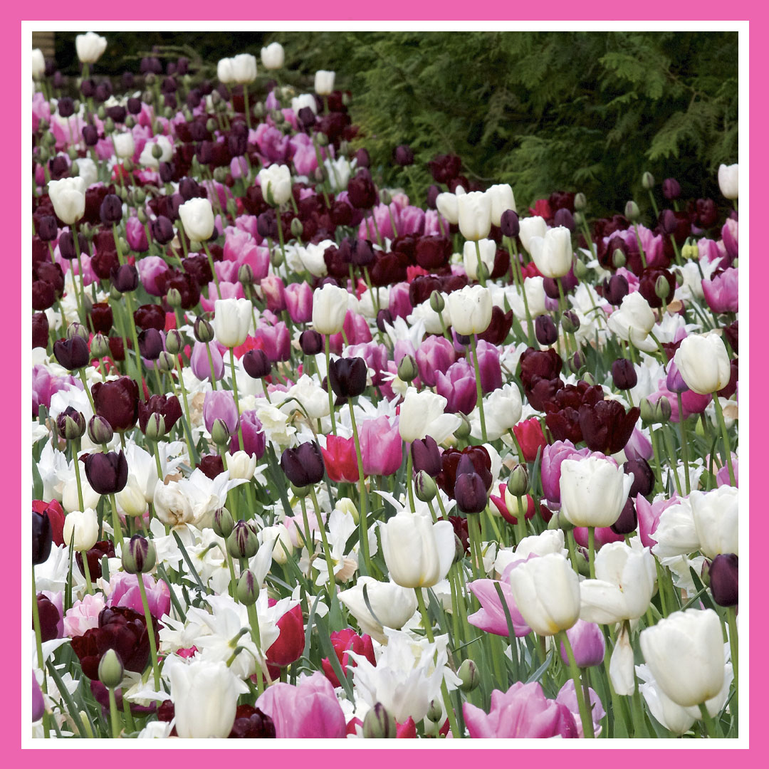 pink tulip bulbs