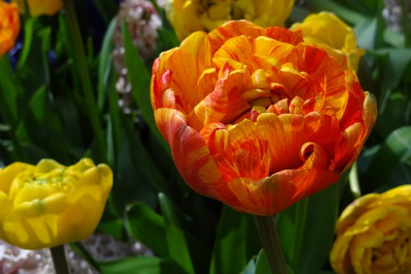 tulip bulbs