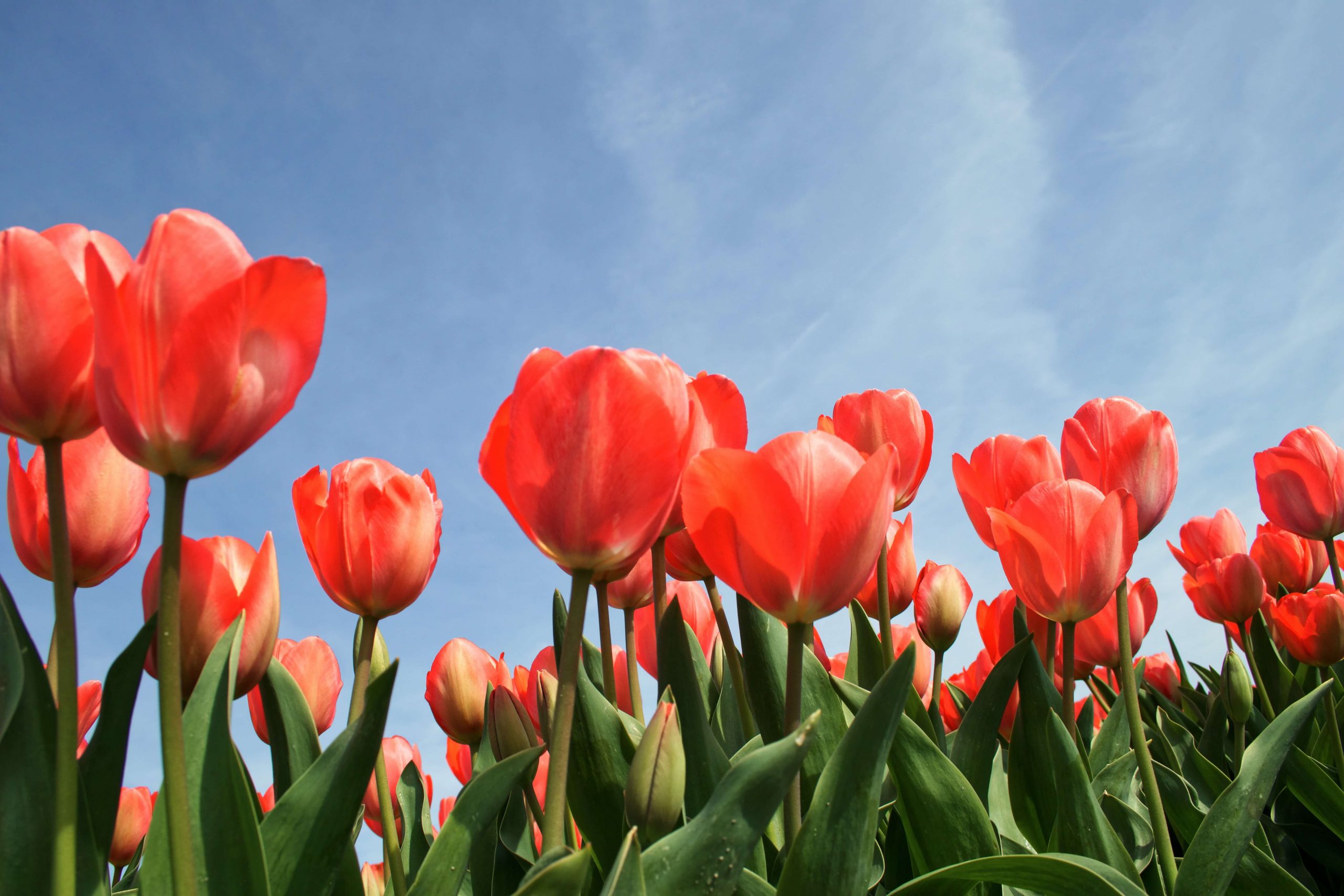 What types of tulips are there and what are the differences?