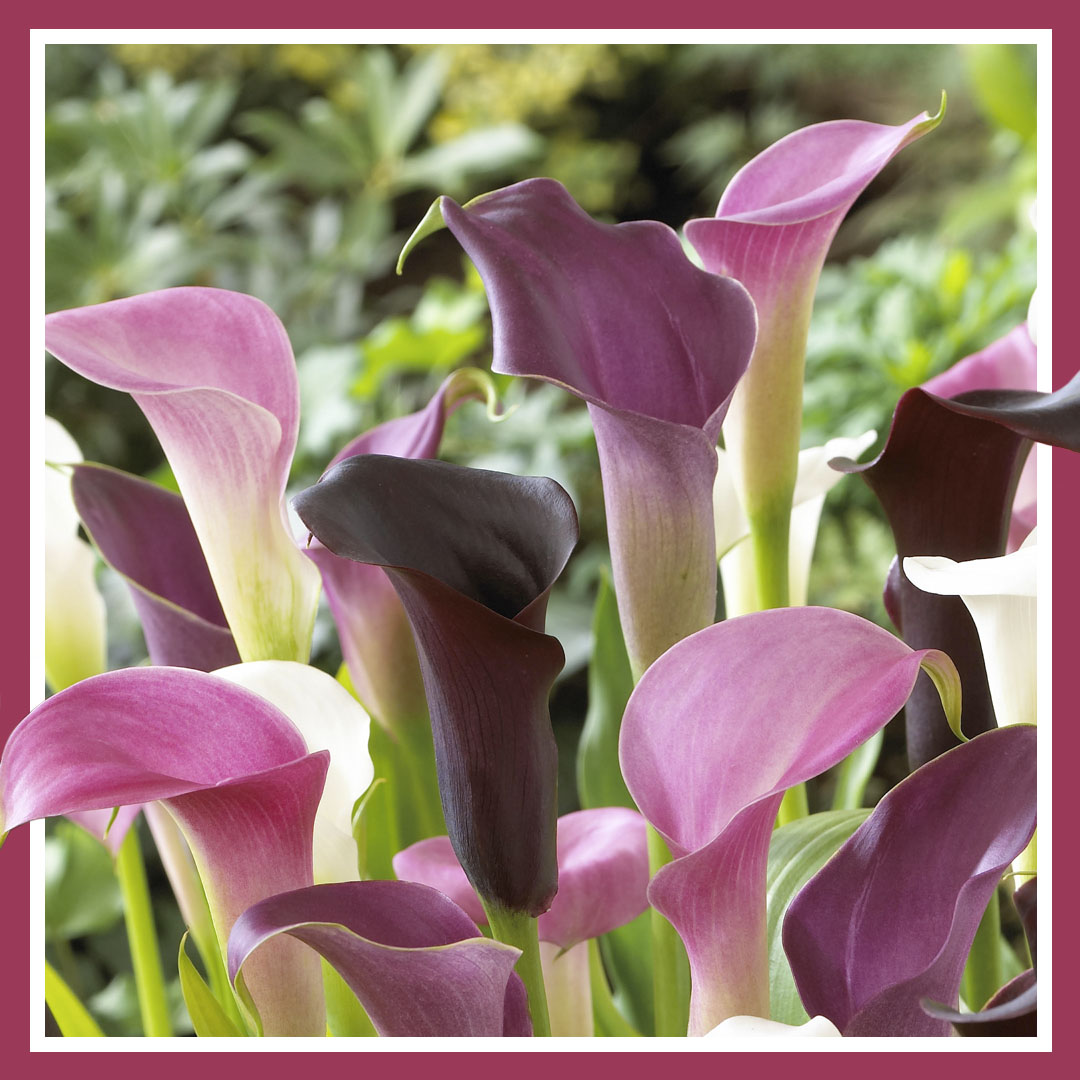 Calla flower bulbs