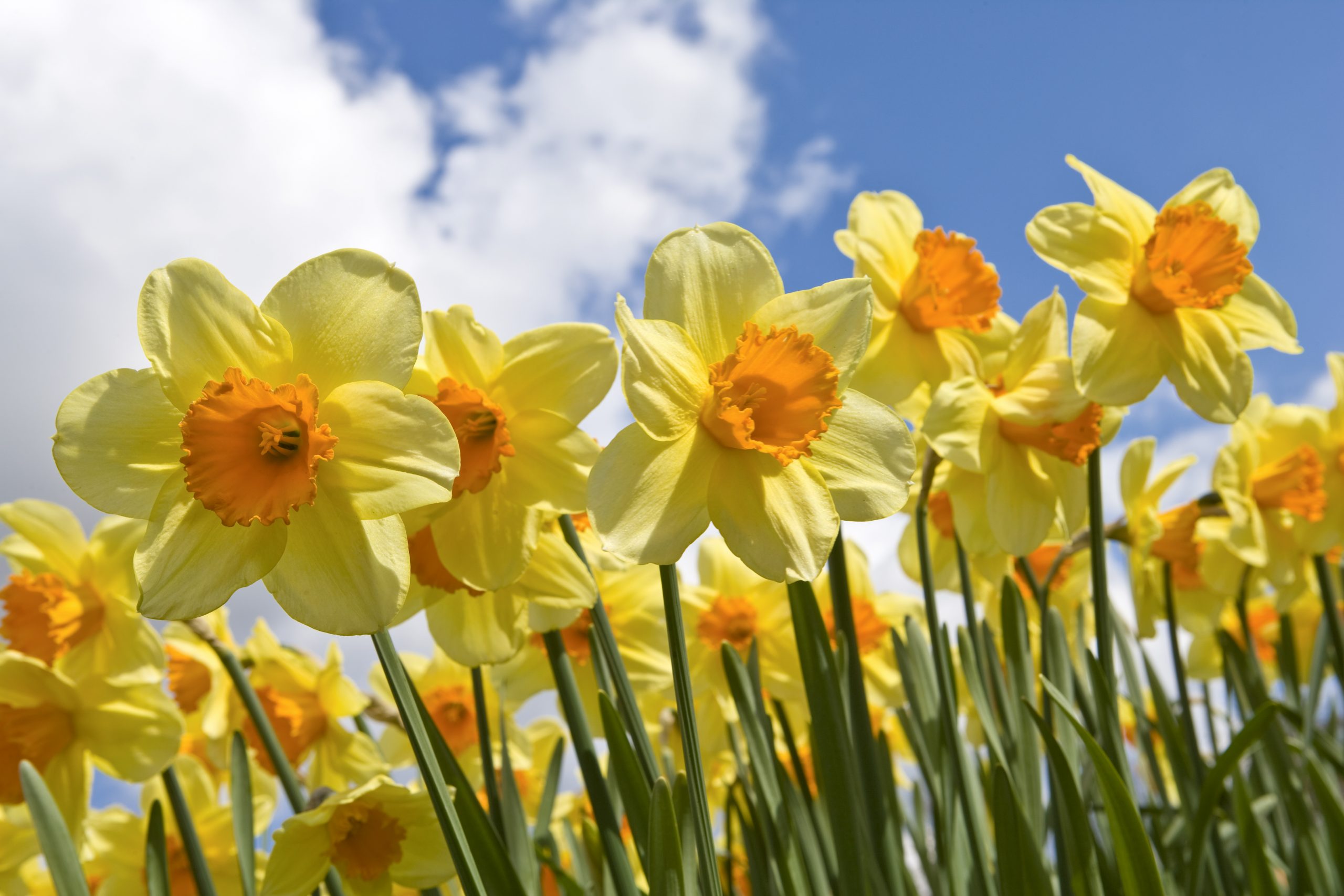 How much water should you give daffodils outside?