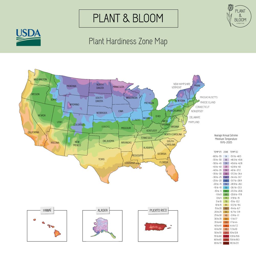 Mixed Colors Calla Flowerbulb Gift Set Plant & Bloom
