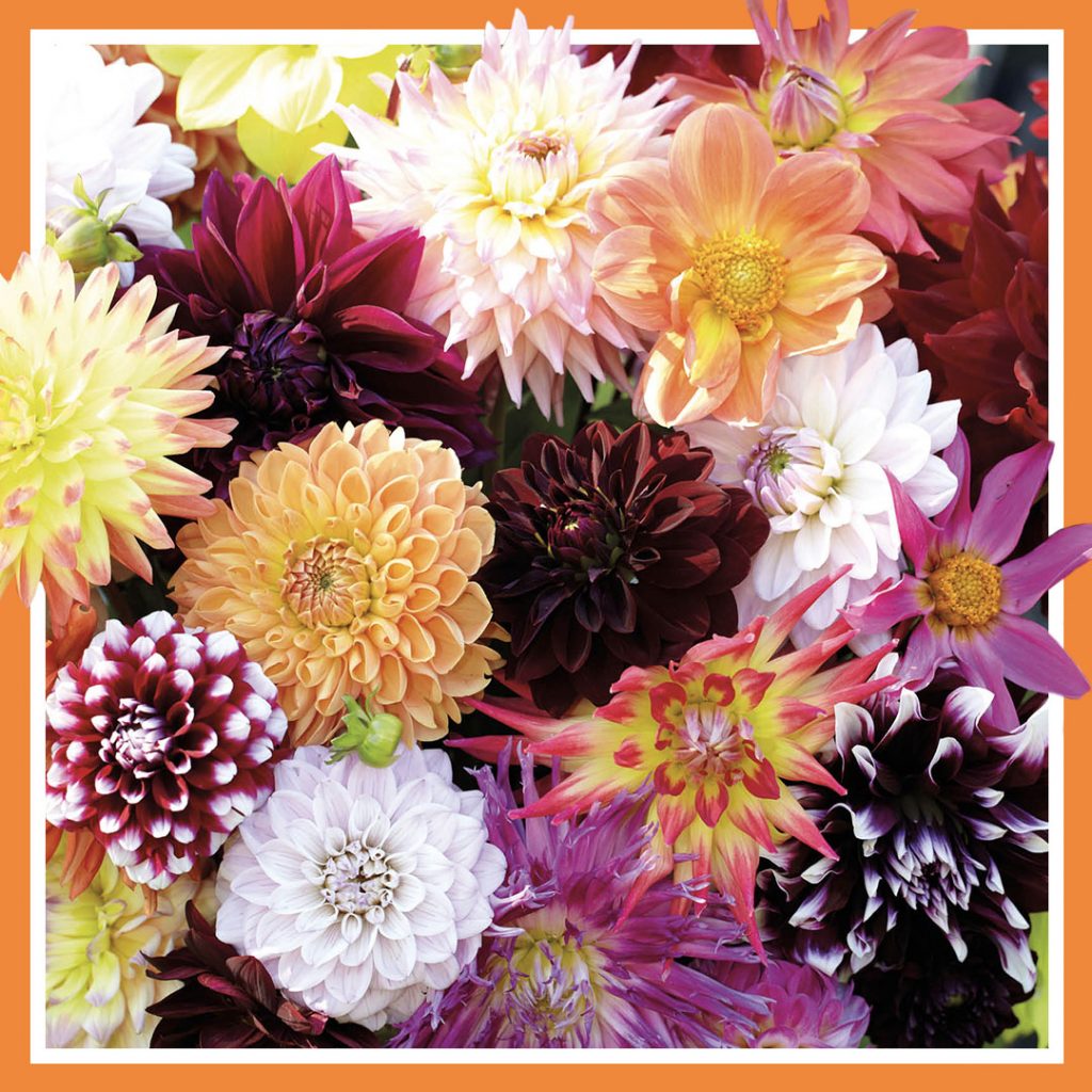 Dahlia flower bulbs