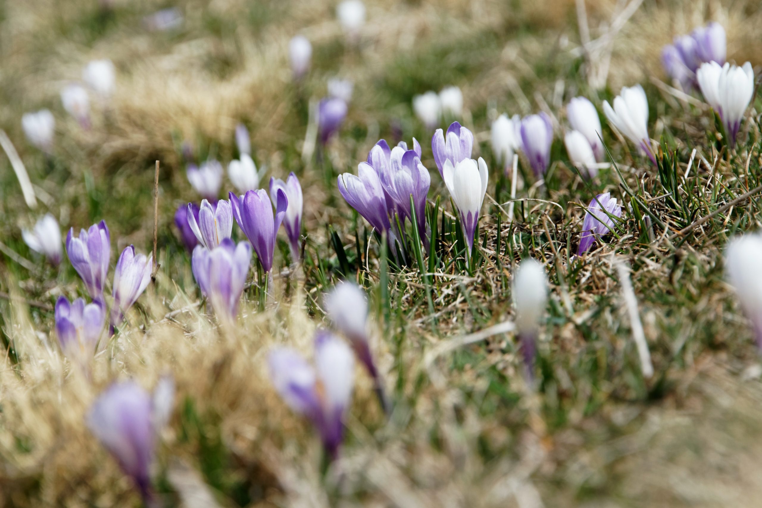 When should flower bulbs be planted?