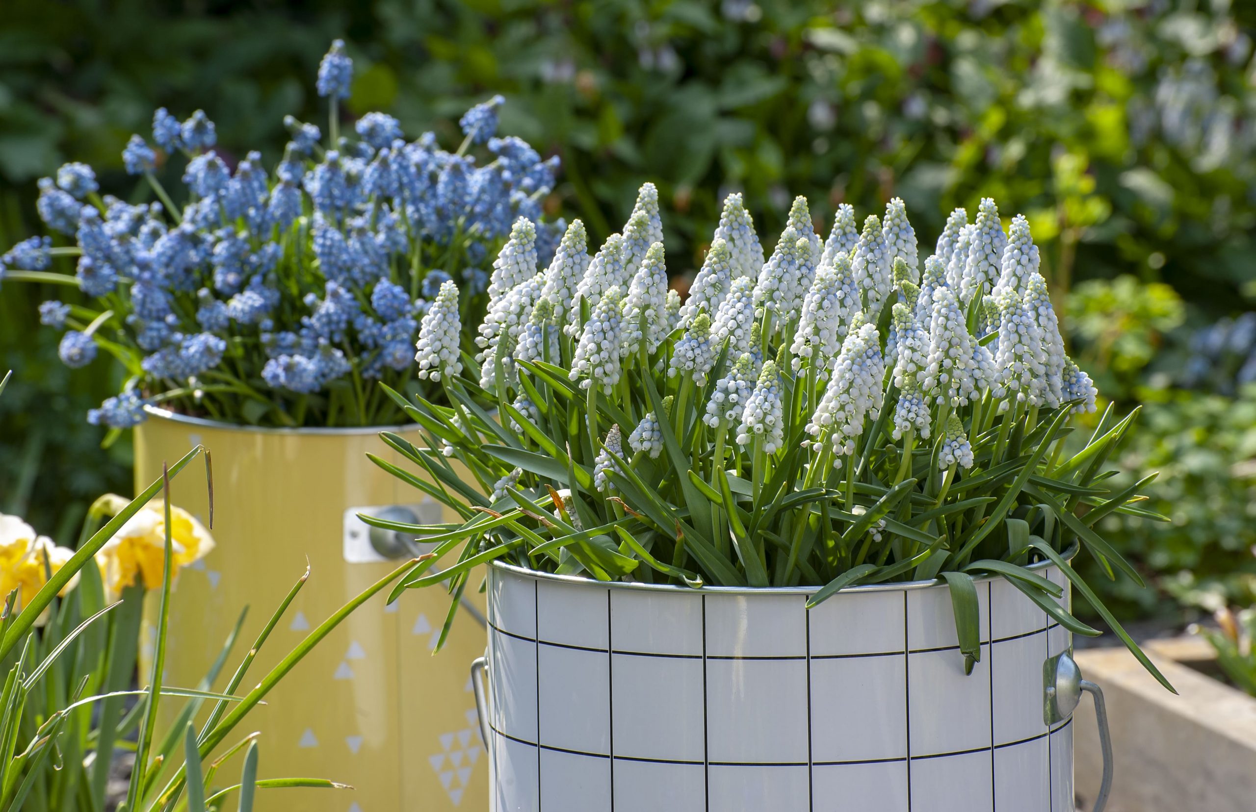 Is it possible to plant muscari bulbs in a pot?