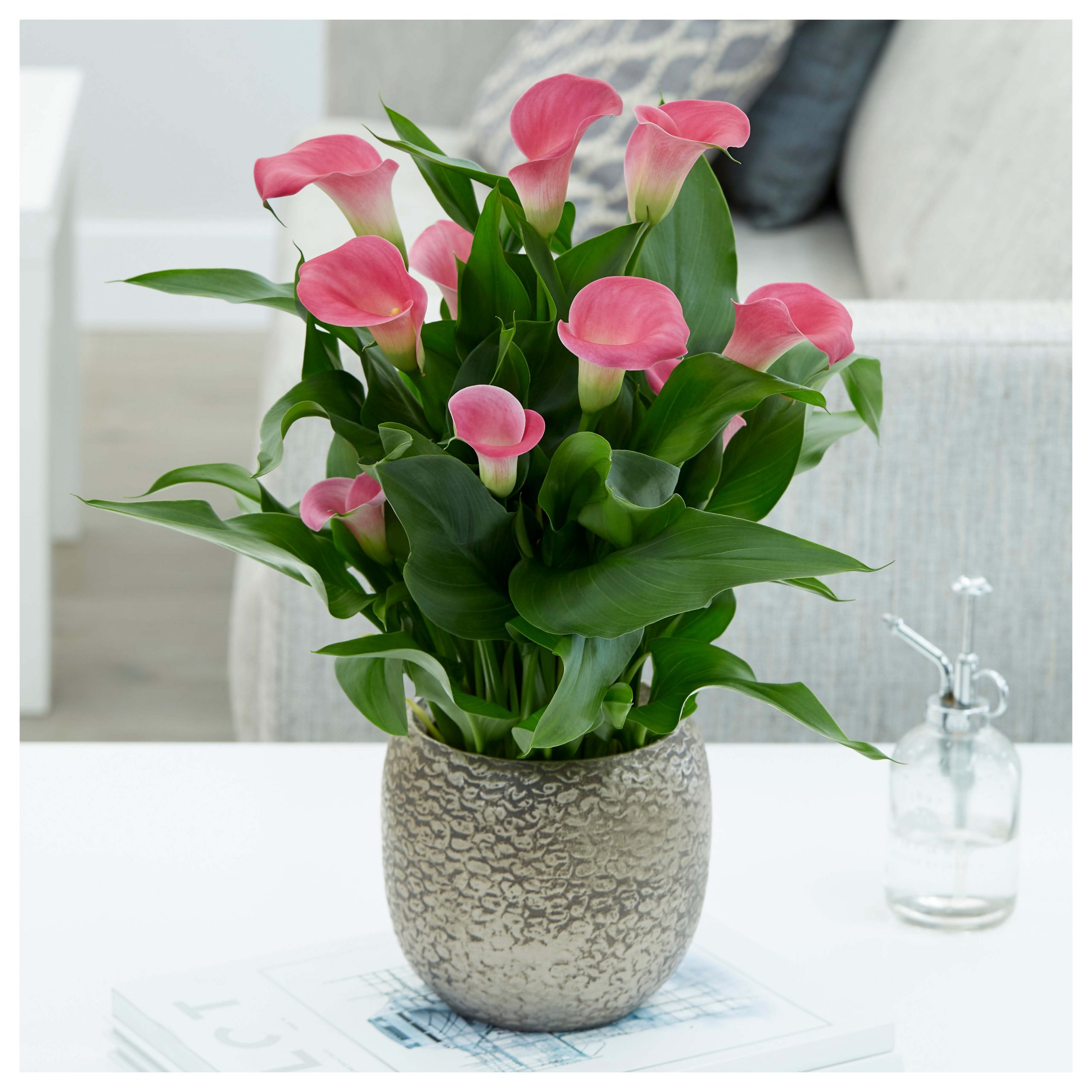 calla lily bulbs