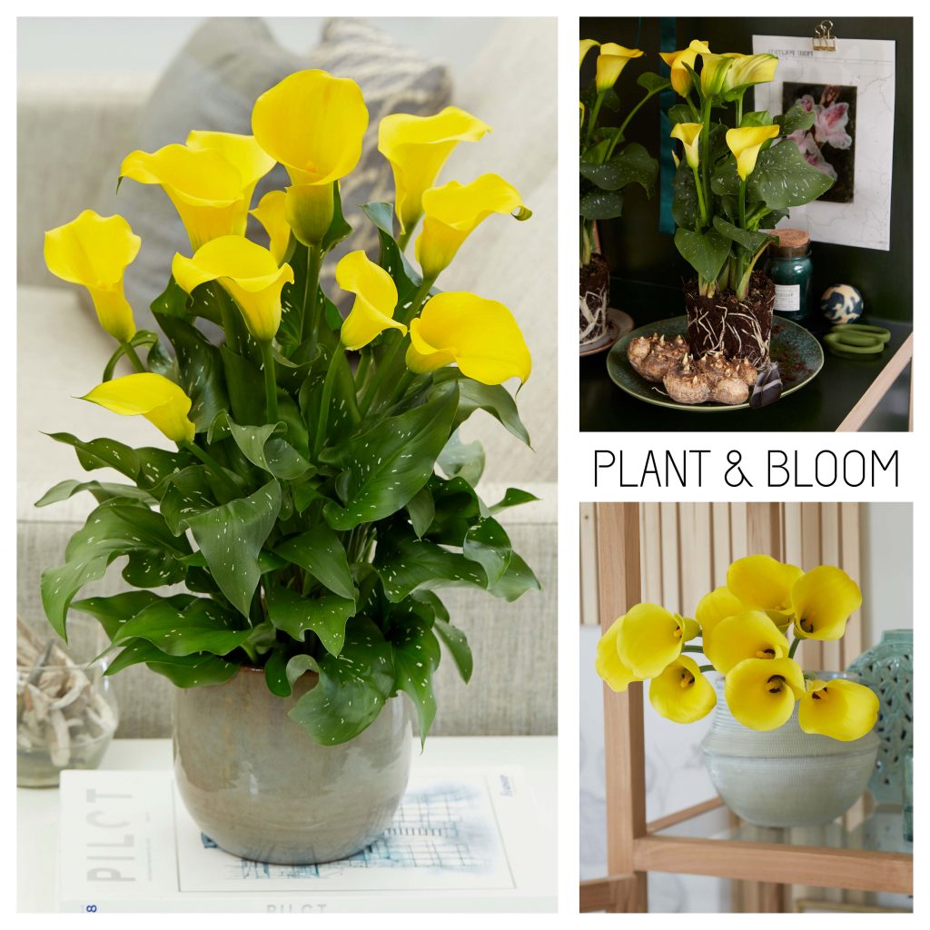 Quality Indoor Flowering Bulbs from Holland Plant & Bloom