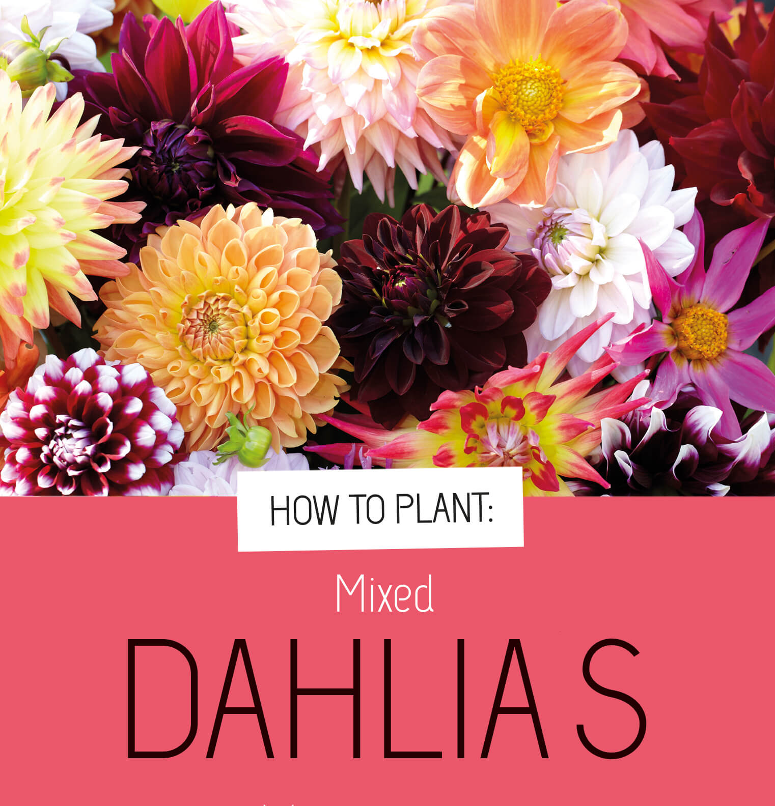 how to plant dahlias