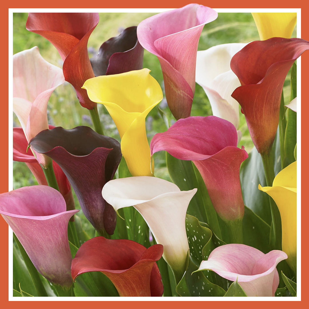 Calla flower bulbs