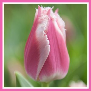 Tulip Bell Song