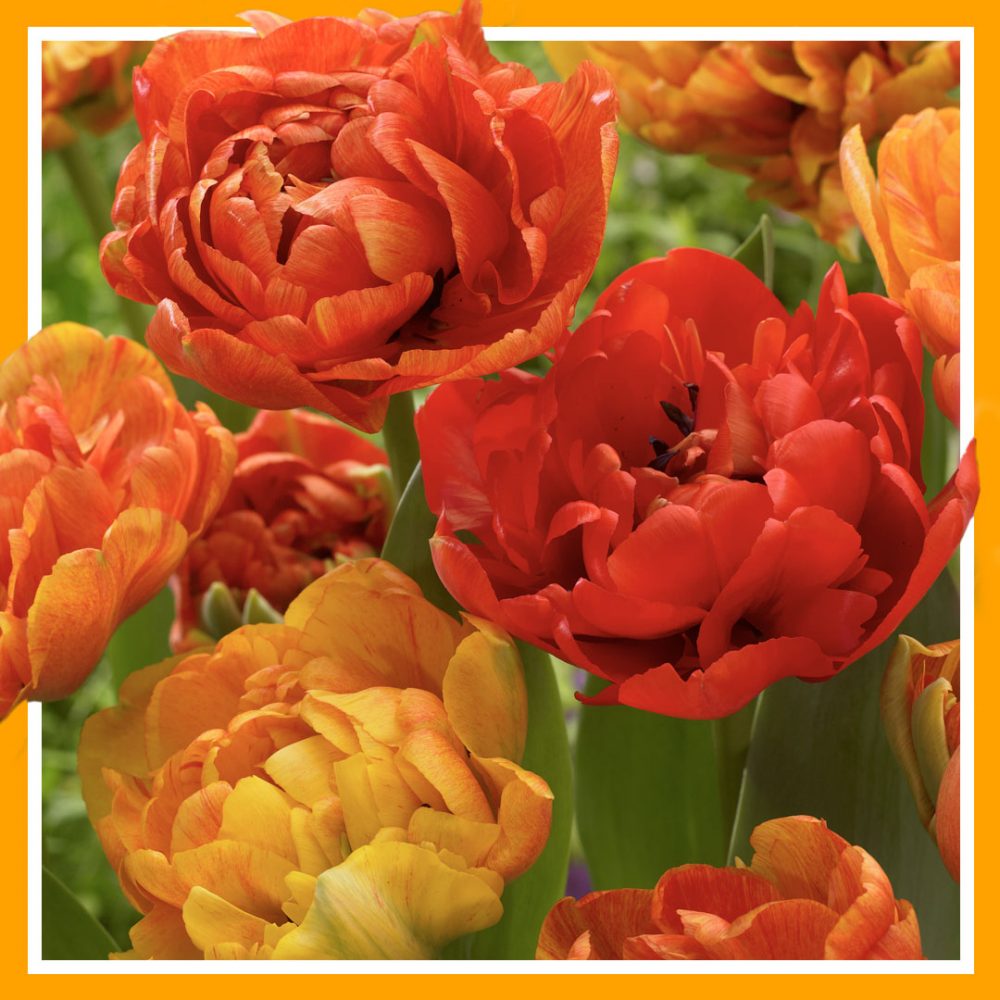 Double Sun Lover Tulips (25 Premium Flower Bulbs) - Plant & Bloom