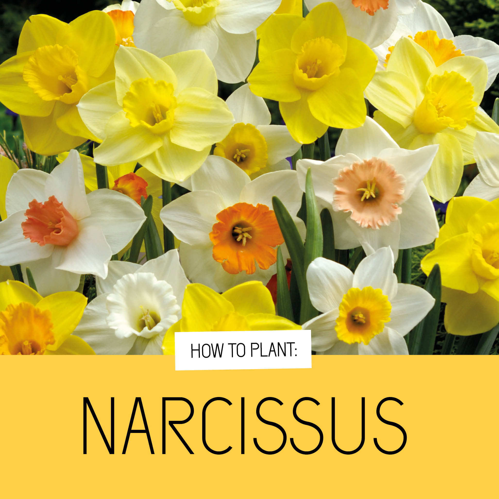 Narcissus bulbs
