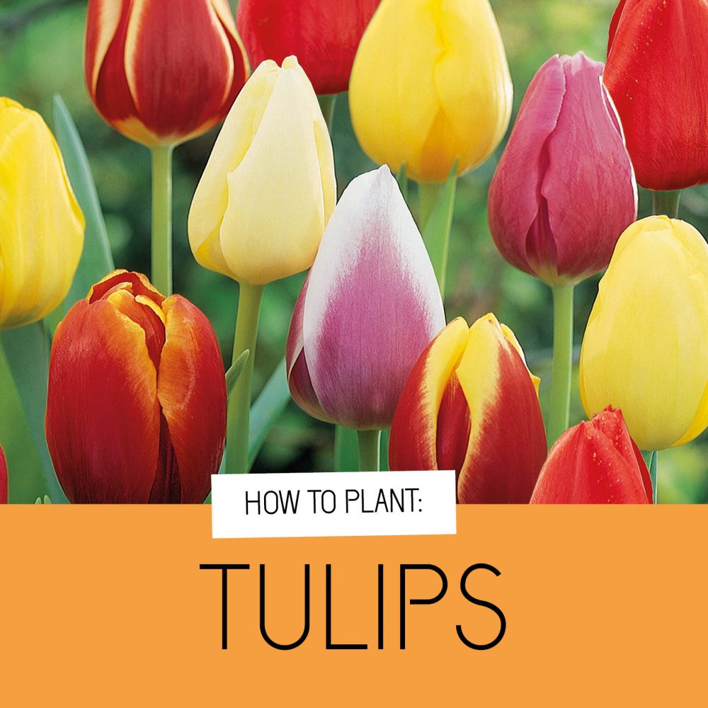 Quality Tulip Bulbs from Holland Plant & Bloom